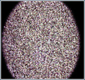 Вид краски TamaGawa под микроскопом